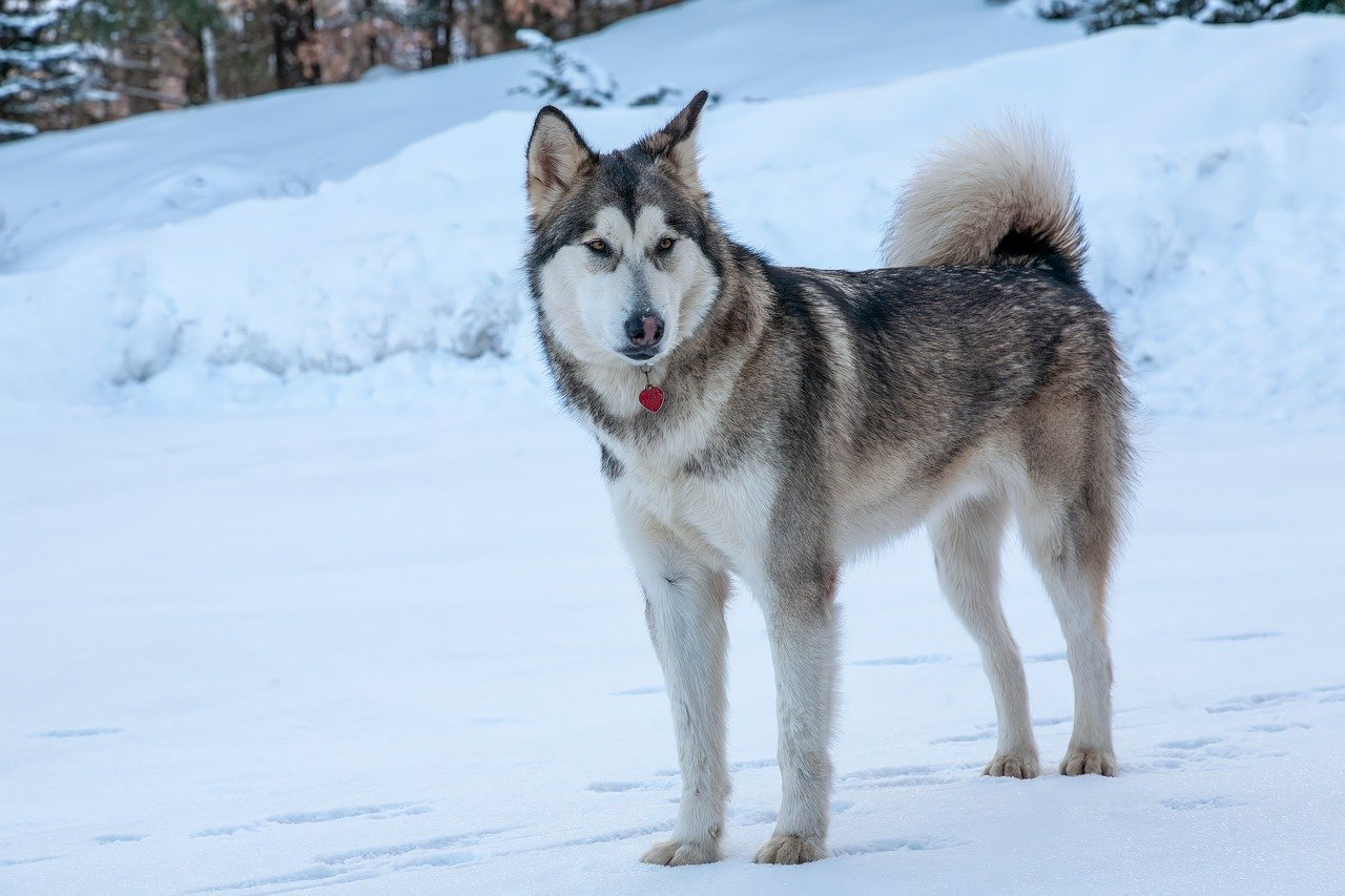 The Unique Characteristics of the Alaskan Malamute